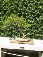 /album/danimayosinfojardin2/bonsailentisco-pistacea-lentiscus-jpg-jpg/